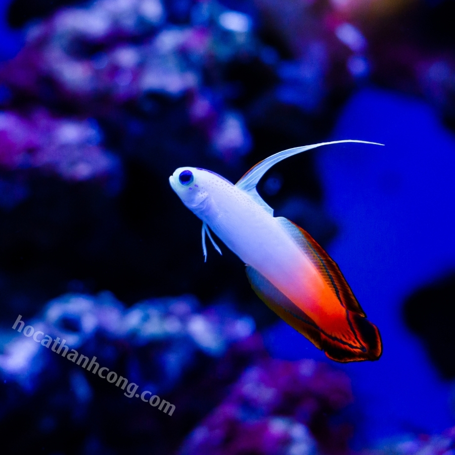 CÁ BỐNG CỜ LỬA – PURPLE FIREFISH (11)