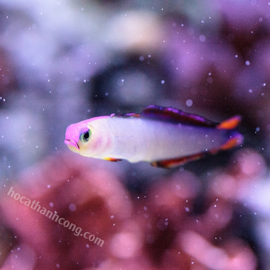 Cá Bống Cờ Tím Cá Bống Cờ Tím
