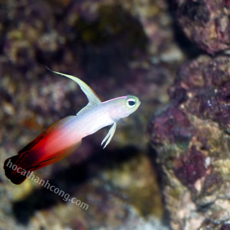 CÁ BỐNG CỜ LỬA – PURPLE FIREFISH (7)