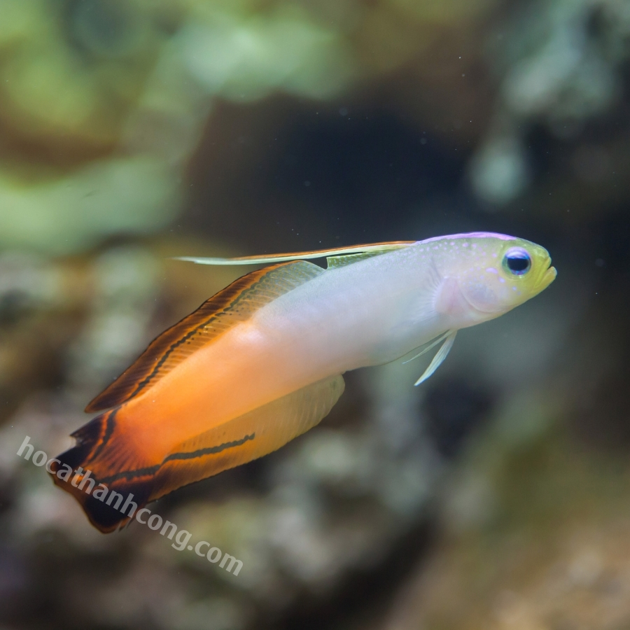 CÁ BỐNG CỜ LỬA – PURPLE FIREFISH (8)