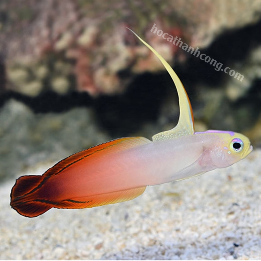 CÁ BỐNG CỜ LỬA – PURPLE FIREFISH CÁ BỐNG CỜ LỬA – PURPLE FIREFISH