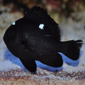 CÁ DOMINO – THREESPOT DAMSELFISH