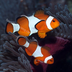 CÁ HỀ NEMO – OCELLARIS CLOWNFISH