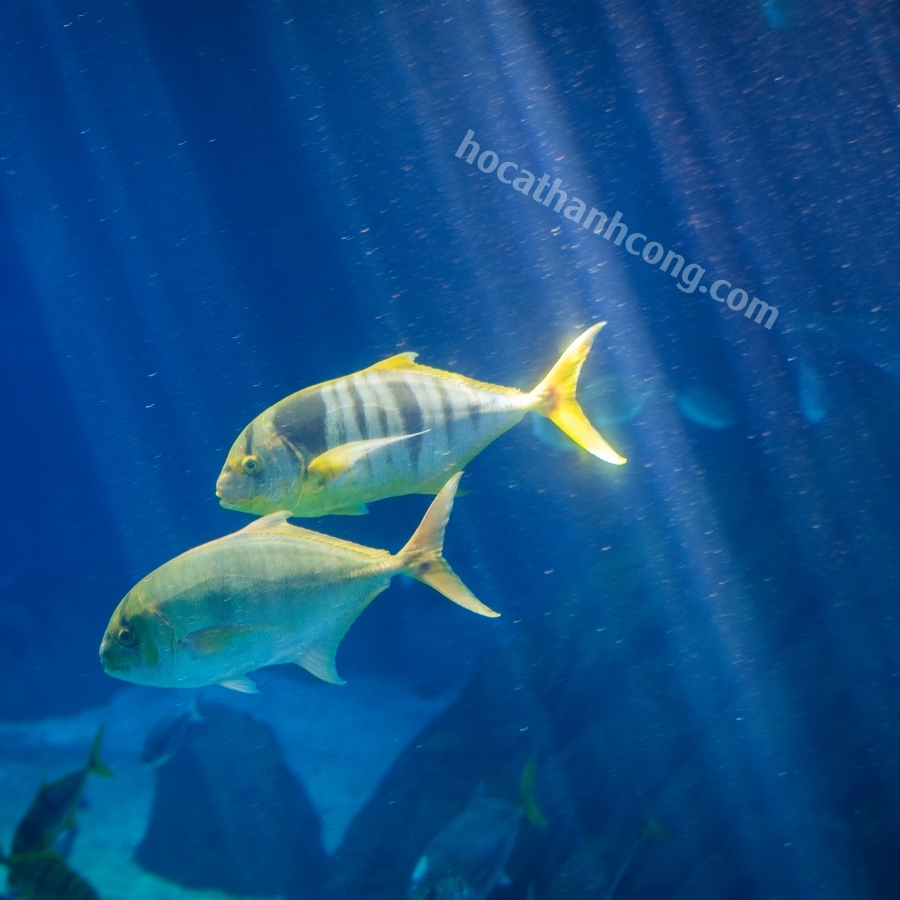 CÁ KHẾ VẰN - GNATHANODON SPECIOSUS (2)