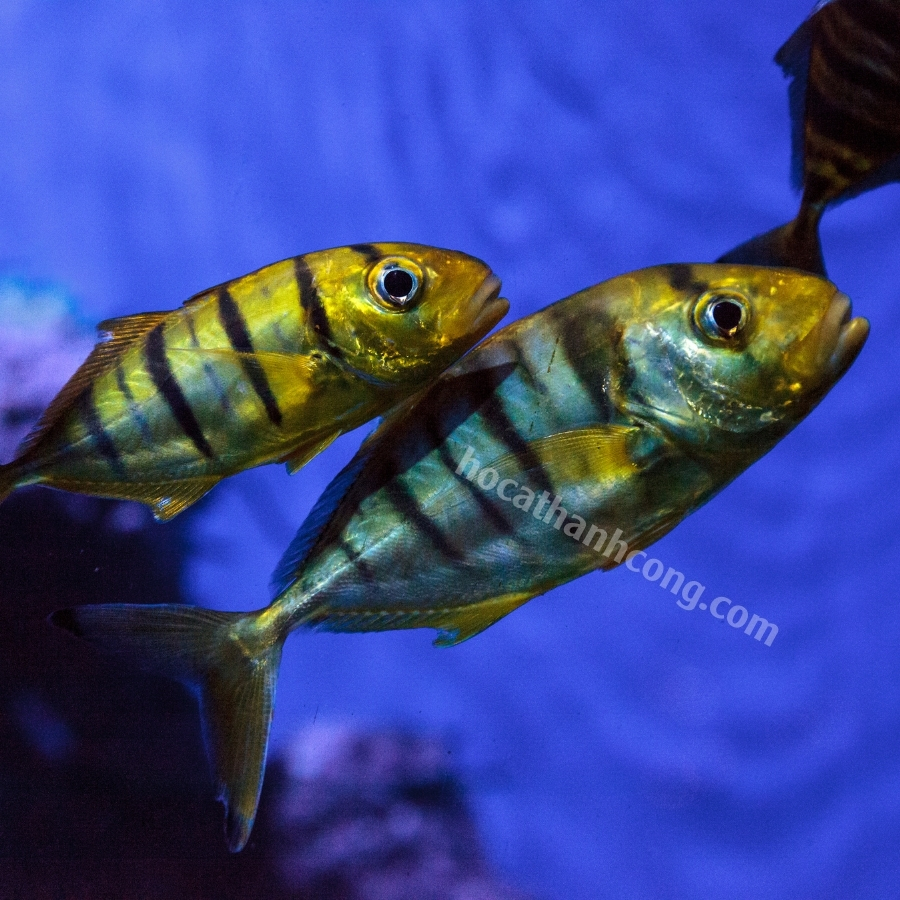 CÁ KHẾ VẰN - GNATHANODON SPECIOSUS (6)