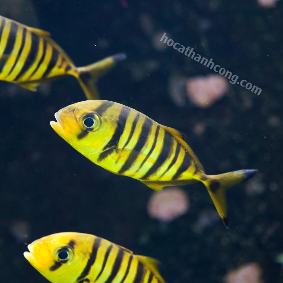 CÁ KHẾ VẰN CÁ KHẾ VẰN