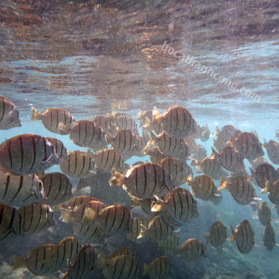 CÁ NẺ SỌC CÁ NẺ SỌC