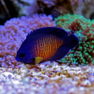 SIM TÍM – BEAUTY CORAL ANGELFISH