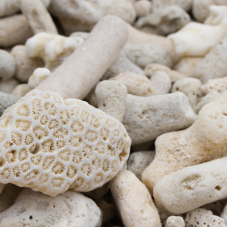 San hô lọc nước