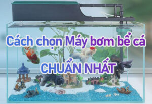 may-bom-be-ca-canh