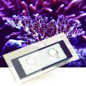 đèn led cá biển