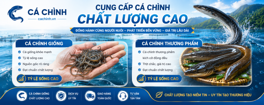 cá chình