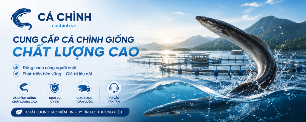 cá chình giống